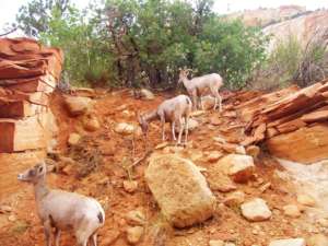 Mountain Goats Seen in Zion Canyon